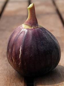 Fruchtfeige Early Violet Lubera