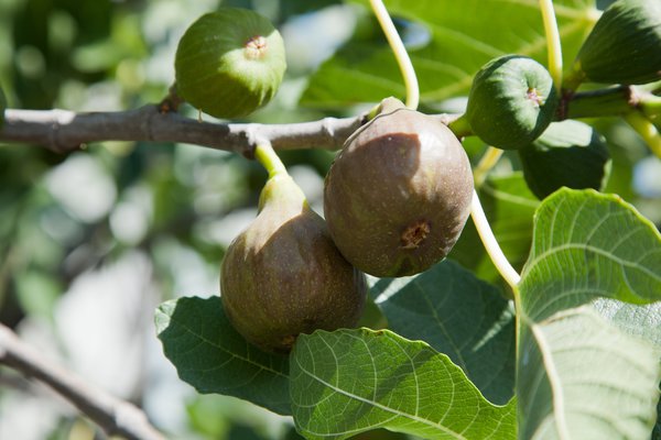 Figuier Naturgartenleben Lubera