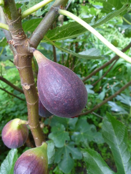 Fruchtfeige Negronne (Synonym Califfo Blue)