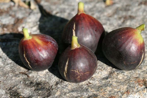 Figues sur tige figue-fruit Ronde de Bordeaux Lubera