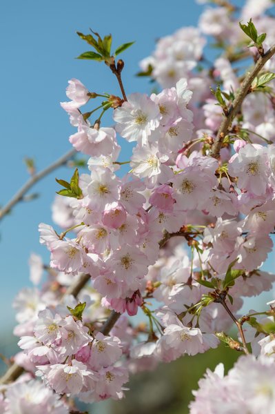 Fr�hlingskirsche Accolade, Prunus, Bl�ten