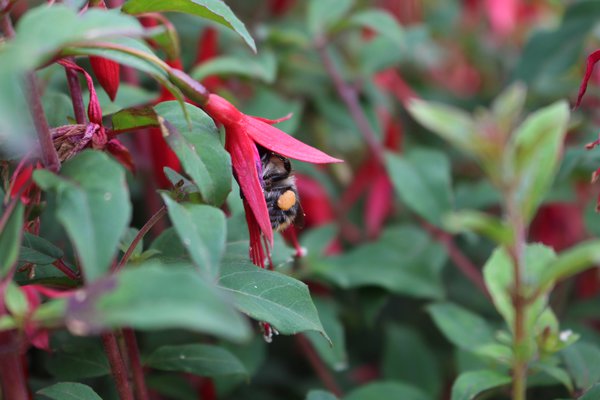 Fuchsias vivaces, Lubera