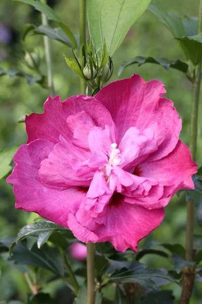 Hibiskus, Eibisch 'Purple Ruffles'� (Hibiscus syriacus 'Purple Ruffles'�)