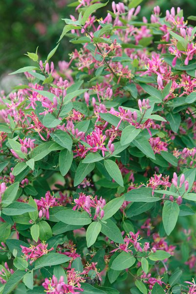 Geissblatt Heckenkirsche 'Hacks Red' Lonicera tatarica 'Hacks Red' 