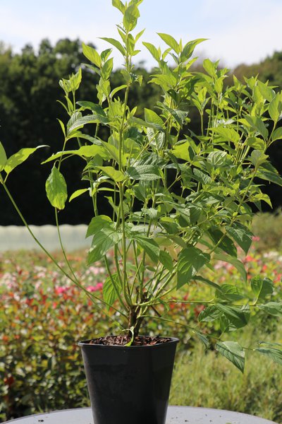 Cornus stolonifera 'Flaviramea' Gelbholz-Hartriegel 'Flaviramea'