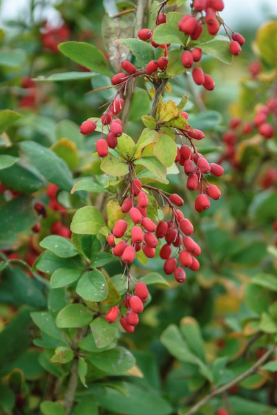 Gemeine Berberitze Berberis vulgaris