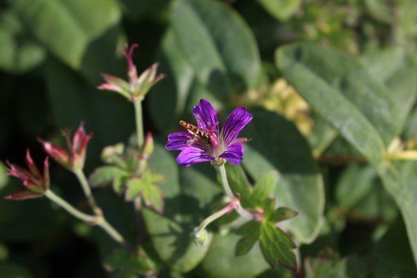 Geranium wlassovianum avec abeille, planter un géranium, plante vivace, couvre-sol