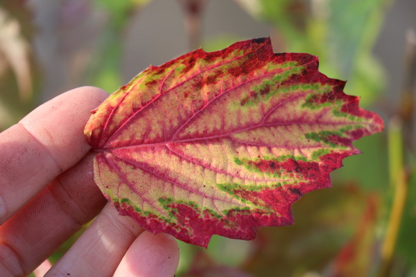 Viorne dent&eacute;e Viburnum dentatum 'Blue Muffin' en automne
