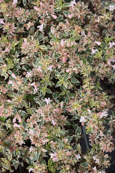Grossbl�tige Abelie 'Sparkling Silver' Abelia grandiflora 'Sparkling Silver'