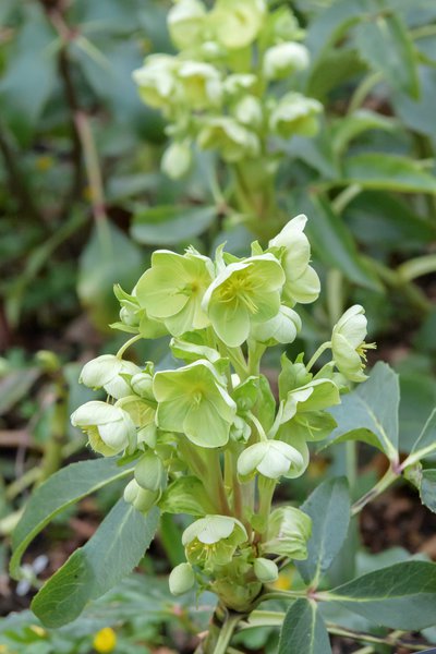 Helleborus argutifolius Korsische Nieswurz