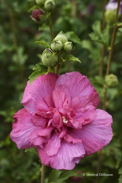 Hibiskus, Eibisch 'Magenta Chiffon'� (Hibiscus syriacus 'Magenta Chiffon'�)