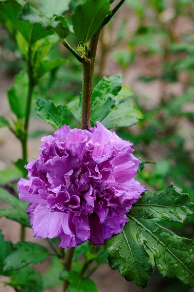 HIBISCUS syriacus FRENCH CABARET� PURPLE
