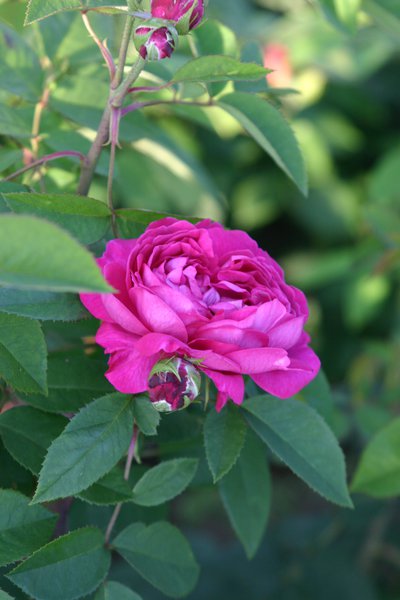 Historische Rose Charles de Mills