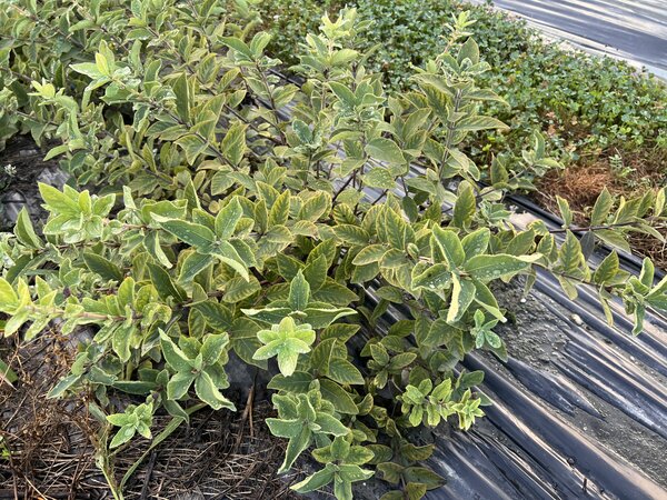 Baie de mai 'Blue Moon', Lonicera caerulea, s&eacute;cheresse 2026
