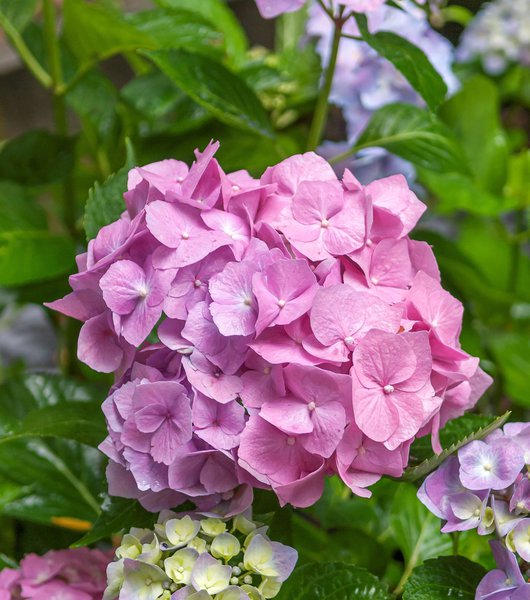 Garten-Hortensie 'Bela' rosa, Hydrangea macrophylla