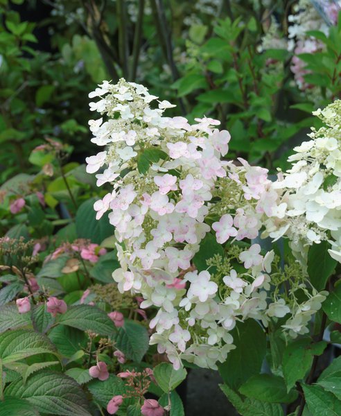 Hortensie Rispen-Hortensie 'Unique' Hydrangea paniculata 'Unique'
