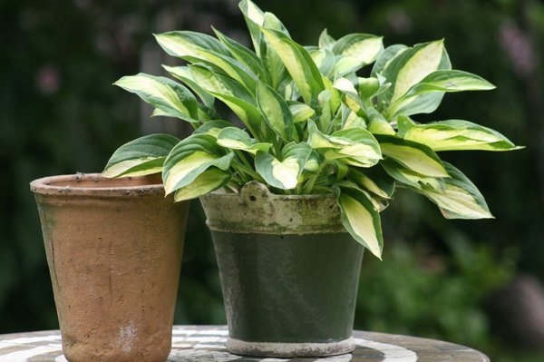 Hosta x cultorum Gipsy Rose, Hostas