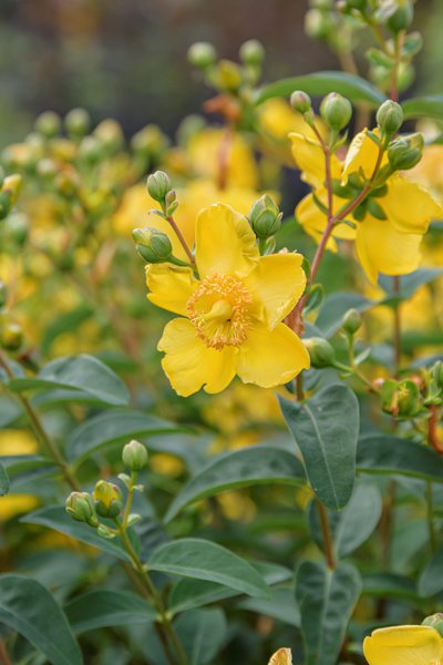 Hypericum Hidcote, Johanniskraut