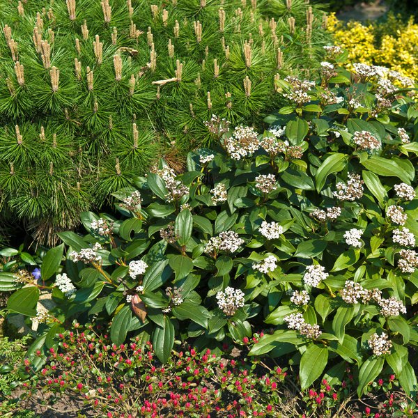 Immergr�ner Kissenschneeball Viburnum davidii