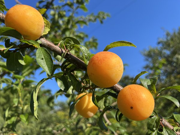 Prunier japonais Shiro (Prunus salicina Shiro), prunes saines