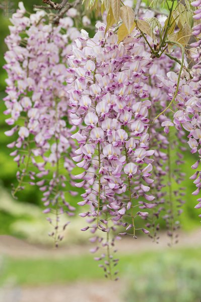 Japanischer Blauregen 'Pink Ice', Wisteria floribunda