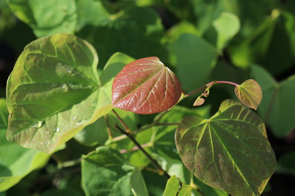 Cercis canadensis, arbre de Jud&eacute;e du Canada