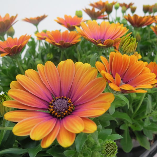 Kapk�rbchen, Kapmargerite Orange, Osteospermum ecklonis