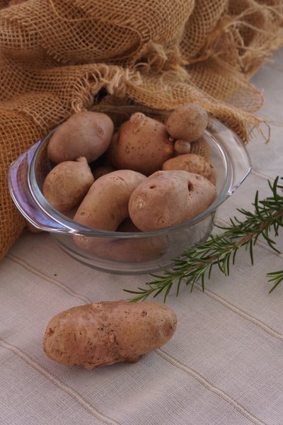 Kartoffel Revoluzzer� 'Bravera'�, Solanum tuberosum
