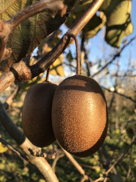 Kiwi Minkigold Lubera