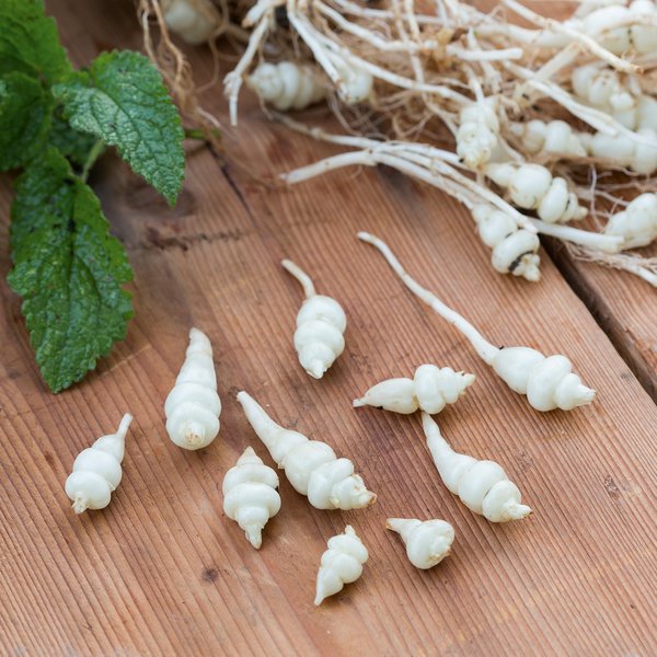 Knollenziest 'Conito'� Stachys affinis