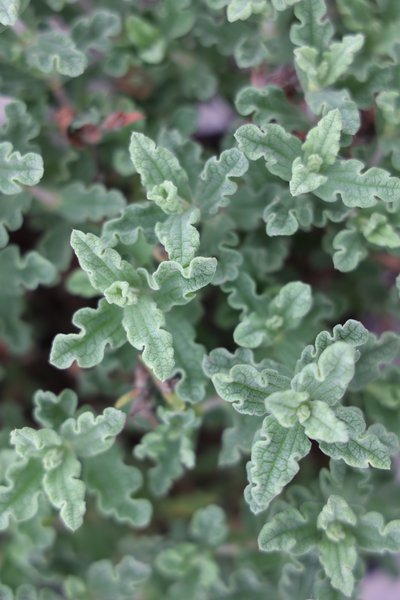 Krause Zistrose Cistus crispus