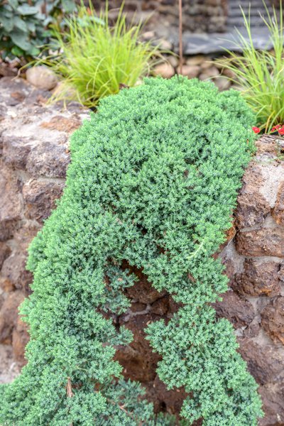 Kriech-Wacholder 'Nana' Juniperus procumbens 'Nana'