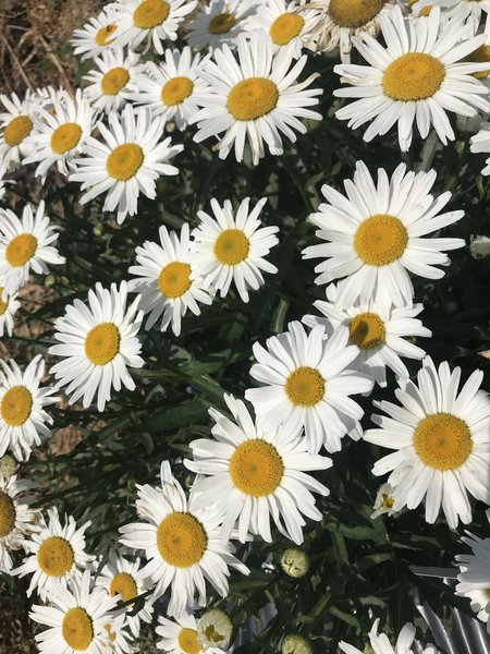 Leucanthemum x superbum 'Silberprinzesschen'