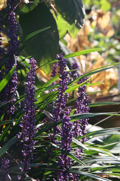 Liriope muscari Ingwersen, Grosse Sterndolde