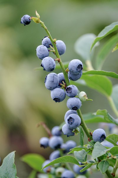 Lowberry� Heidelbeere Little Blue Wonder