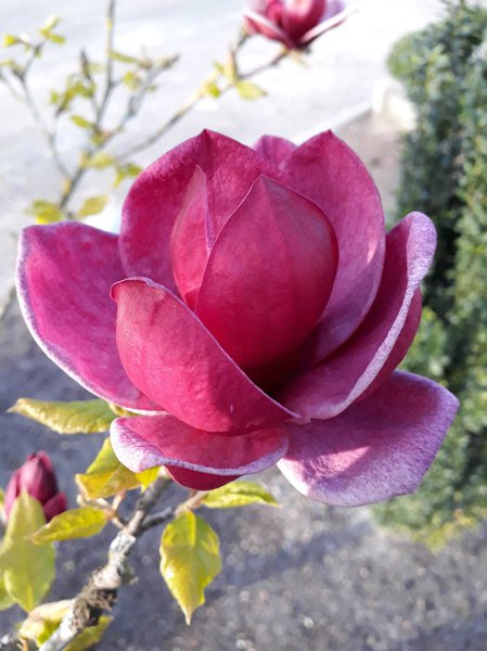 Magnolia 'March Til Frost', Magnolia x soulangiana