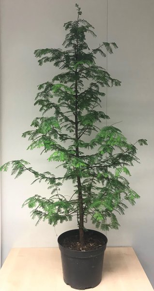 Mammutbaum, Urweltmammutbaum Metasequoia glyptostroboides