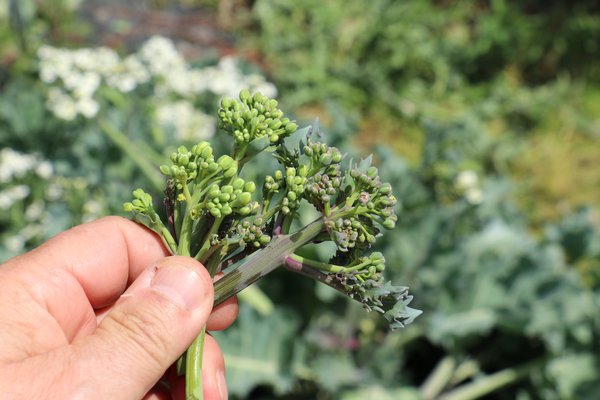 Plantes aromatiques qui s'associent bien, Crambe maritime Caramba Blue, Crambe maritima