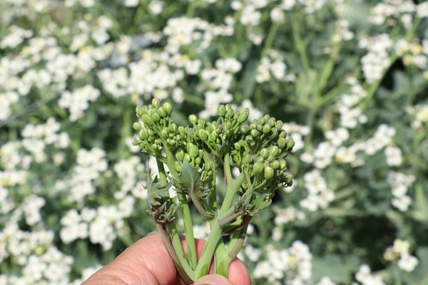 chou marin brocoli Lubera