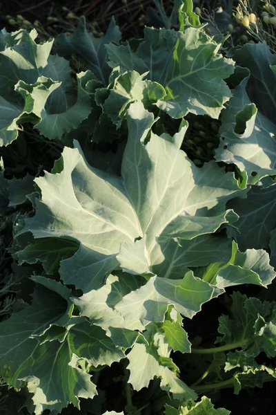 Meerkohl 'Caramba White', Crambe maritima 'Caramba White' - Bl�tter