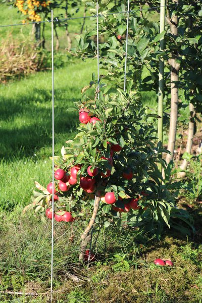 Mini-Apfelbaum Maloni� Lowfruit� Gullivers�