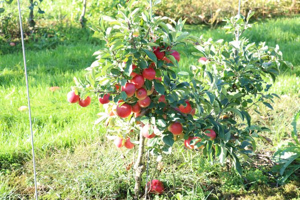 Pommes bonnes pour la santé Mini Pommier Maloni Lowfruit Gullivers Lubera