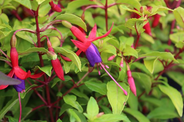 Fuchsia Fuchsia, plante vivace, arbuste  fleurs, mini fuchsia de jardin Genii, slection varitale pour le loisir