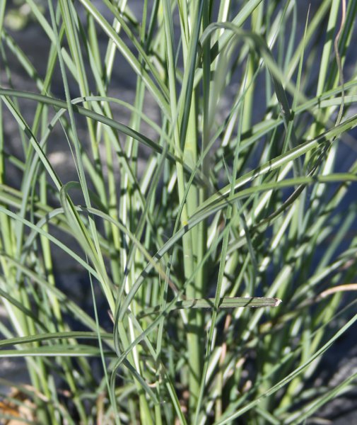 Miscanthus sinensis 'Kleine Silberspinne'