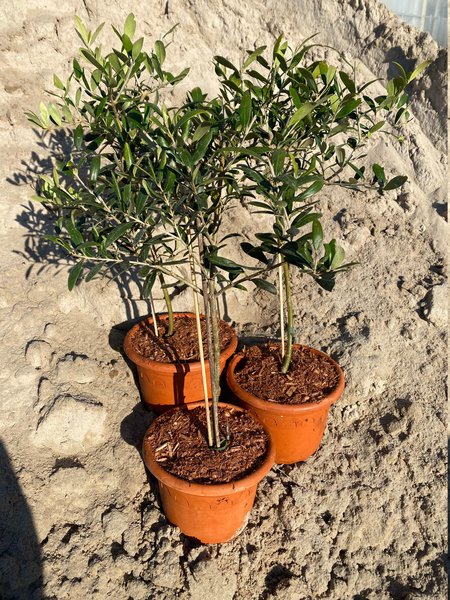 Olivenbaum 'Leccino' (Olea europea) St�mmchen im 2 L Topf