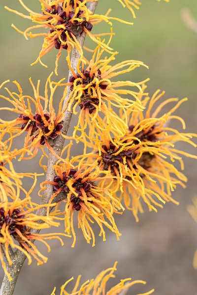 Orangebl�hende Zaubernuss 'Orange Beauty' Hamamelis x intermedia 'Orange Beauty'