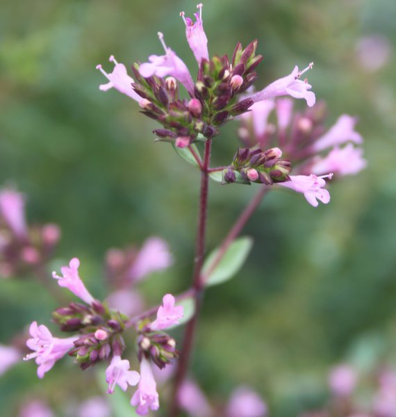 Origanum laevigatum 'Aromaticum'