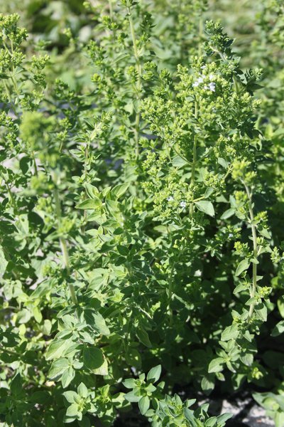 Origanum vulgare subspecies hirtum