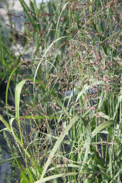 Panicum virgatum 'Heavy Metal'
