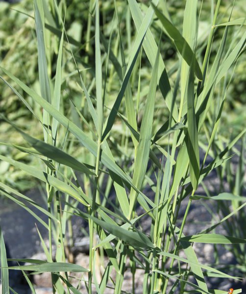 Phragmites australis